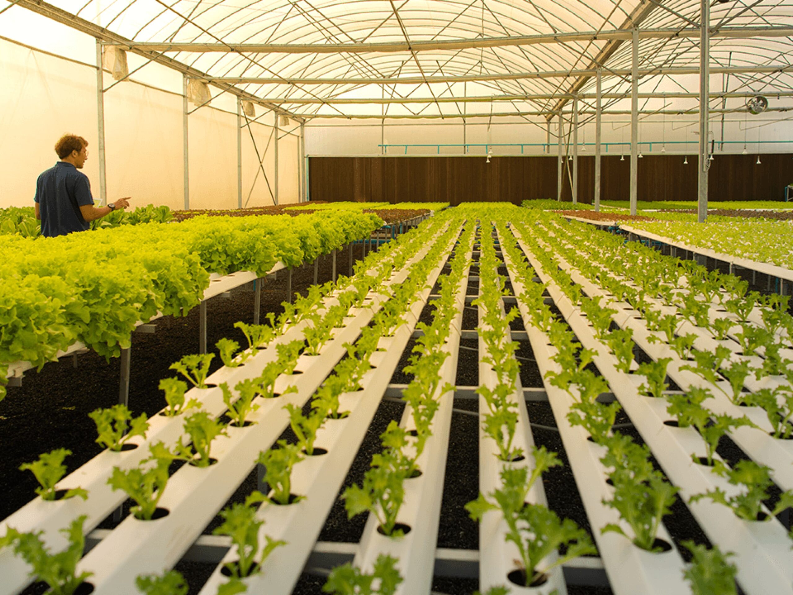 Hydroponic Piping