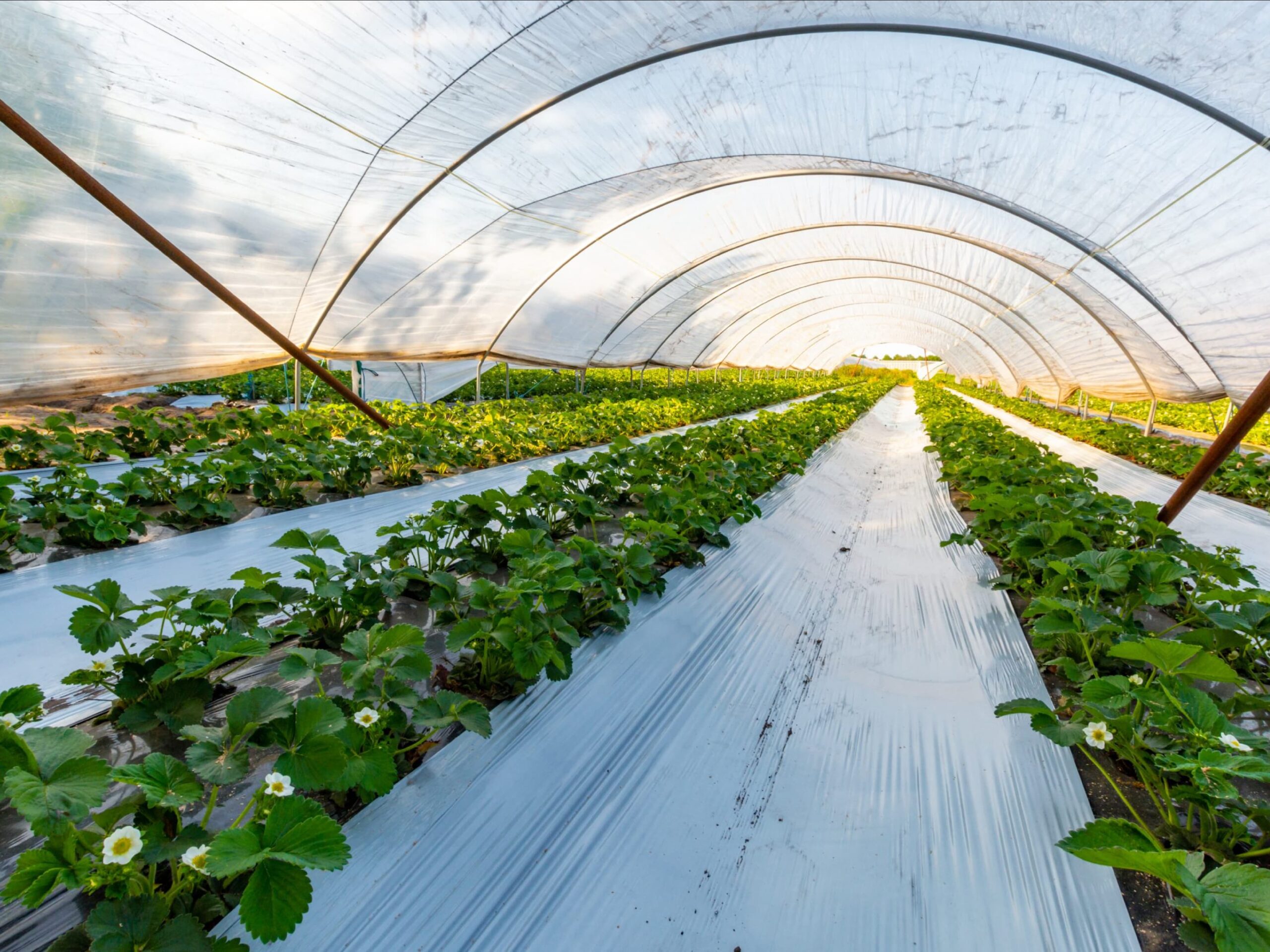 Greenhouse Film