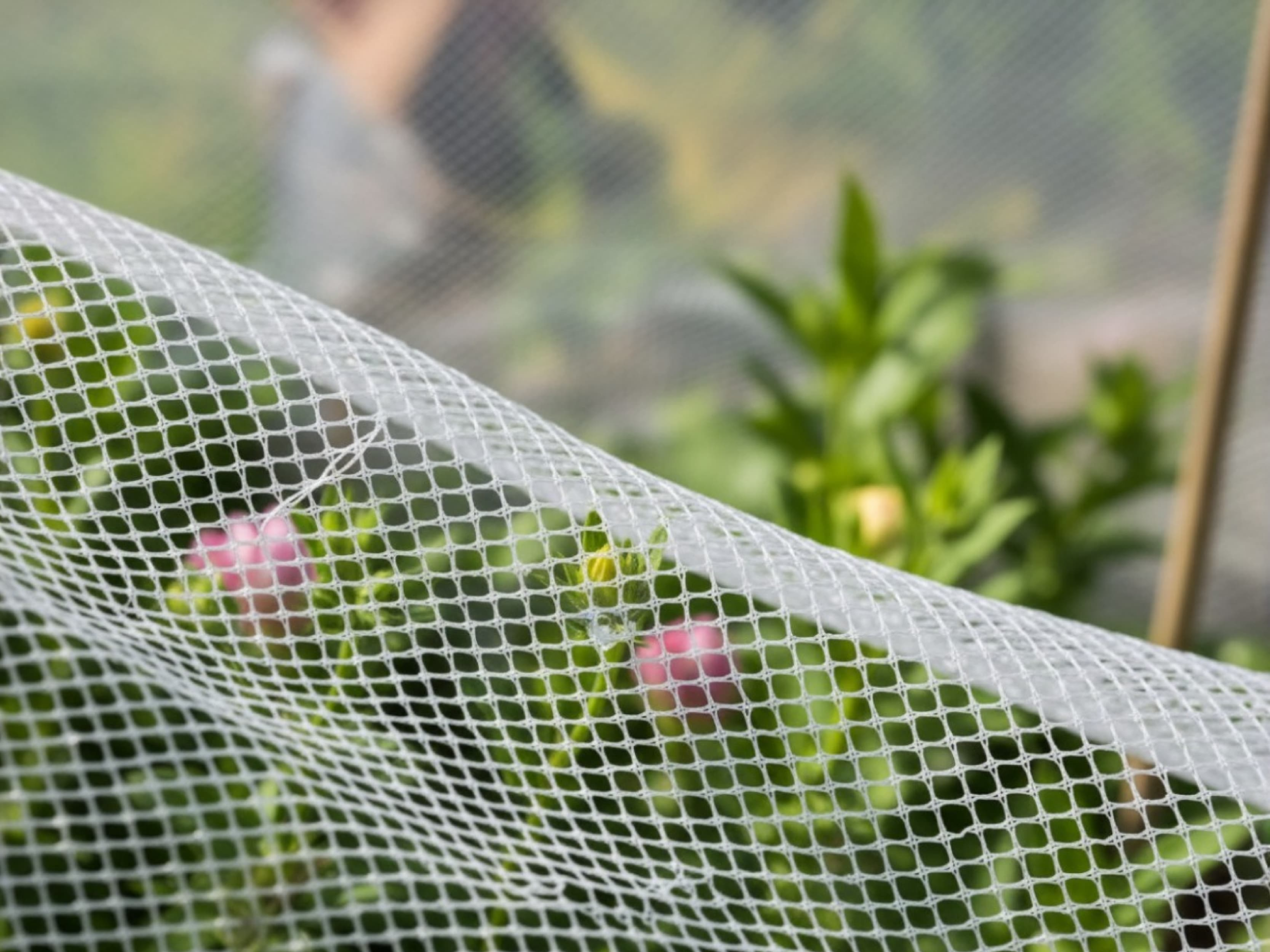 Insect Proof Net
